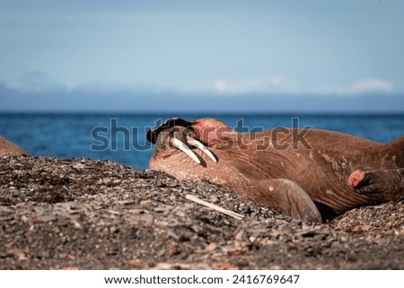 shot of The walrus (Odobenus rosmarus) lying down enjoying a sunny day and basking on the sun and stones on the coast, a massive animal with tusks sticking out of its body, Svalbard,Spitsbergen