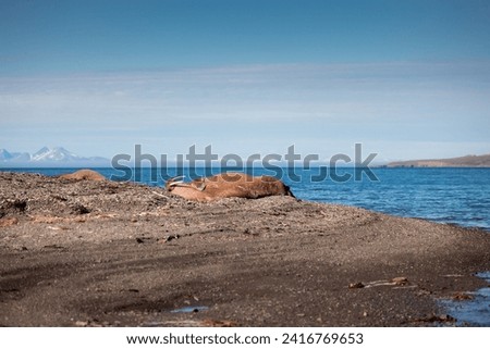 shot of The walrus (Odobenus rosmarus) lying down enjoying a sunny day and basking on the sun and stones on the coast, a massive animal with tusks sticking out of its body, Svalbard,Spitsbergen