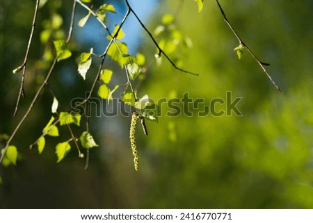 Nature spring background with branch of birch tree closeup, selective focus. Springtime. Beautiful Natural spring wallpaper. Beauty in nature
