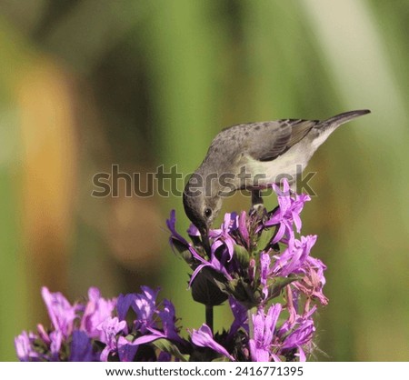 White bellied female sun bird feeding on a purple flower.