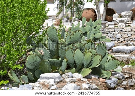 garden with cactus, flowers and plants Royalty-Free Stock Photo #2416774955