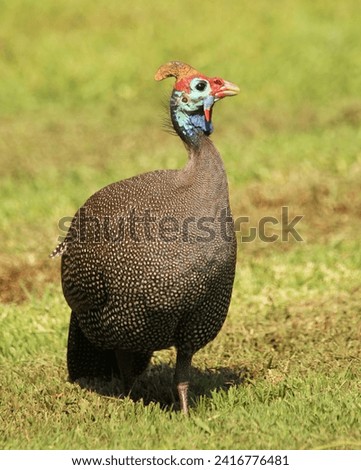 Guinea fowl walking on the grass.