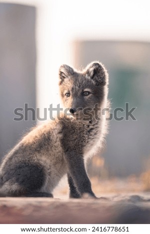  shot of The Arctic fox (Vulpes lagopus) enjoying a sunny day, in the middle of houses, thick fur protects it from the cold, cute fox discovering the world in the middle of cold nature,Svalbard 