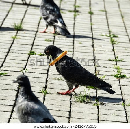Piece of bread with hole was put around pigeon's neck by playful children. Food is always with dove now. Comic concept: all that is mine with me all the time (base needs-base requests). Funny photo