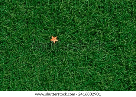 Small red shiny spangle star on green summer grass lawn background. Above point of view, flat lay, top view