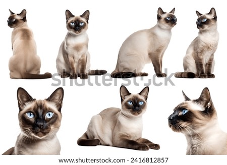 Siamese cat kitten kitty many angles and view portrait side back head shot isolated on white background cutout file