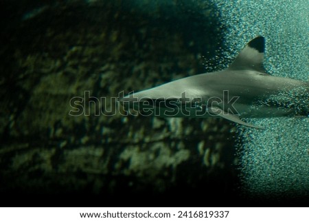 Shark (Selachimorpha) Underwater in the zoo (Scary unclear dreams)
