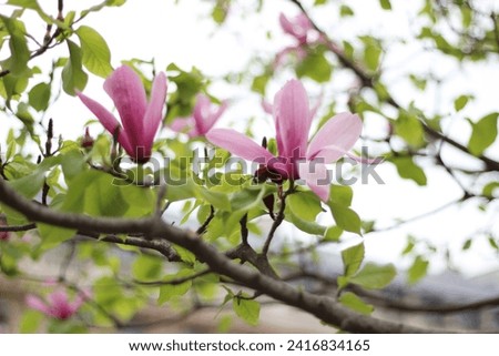 Magnolia Tree Blossom. Spring in Paris, France.