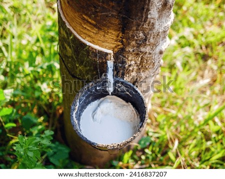 Close-up of natural fresh rubber latex from rubber trees Royalty-Free Stock Photo #2416837207