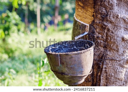 Close-up of natural fresh rubber latex from rubber trees Royalty-Free Stock Photo #2416837211