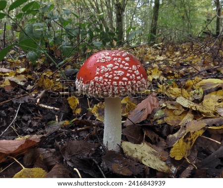 Amanita muscaria mushroom (aka  fly agaric mushroom) pictures in a wood