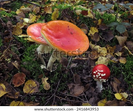 Amanita muscaria mushroom (aka  fly agaric mushroom) pictures in a wood