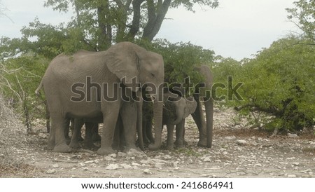 Herd of African bush elephants with cows and offspring cooling off under tree in Etosha National park near Olifantsbad Waterhole in Namibia