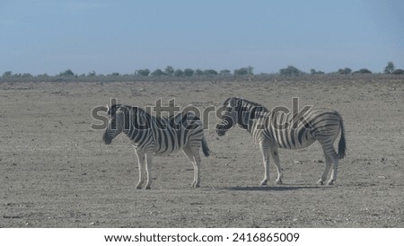 Burchell's zebra Equus quagga burchellii on dirt during a dry day in Etosha National Park - Namibia