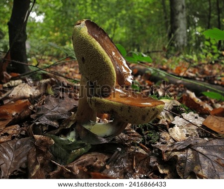 Picture of a seat-shaped Imleria badia (Boletus badius) or Bay Bolete mushroom