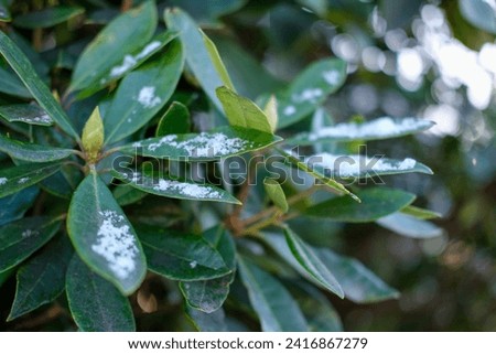 Snow settling on green leaves during winter cold snap  Royalty-Free Stock Photo #2416867279