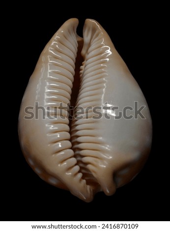 Closeup picture of a splendid Cypraea leucodon seashell (aka  white-toothed cowry)