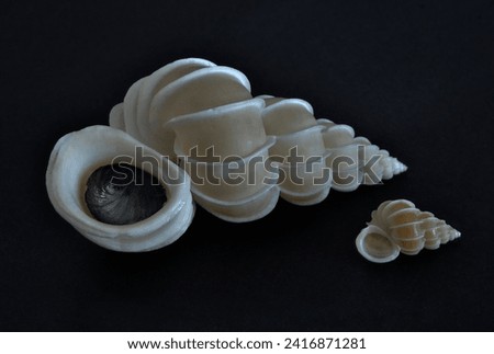 Closeup picture of a large Epitonium scalare seashell against a black background