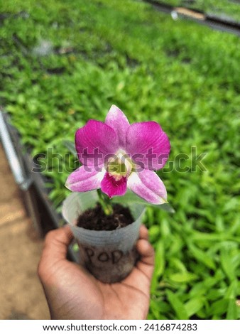 fiori di orchidea da piante giovani Royalty-Free Stock Photo #2416874283