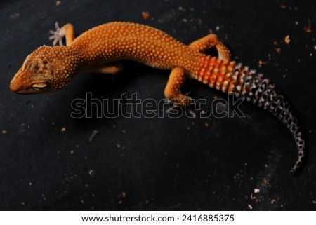Leopard gecko is a type of gecko found in Pakistan, India and Iran. This gecko is an ornamental animal and is a popular pet because of its beautiful body color and easy care.