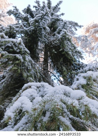 A closeup picture of a snowy spruce branch