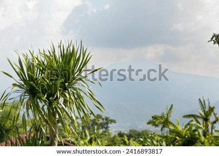 Exotic green plant of Cordyline australis or New Zealand cabbage tree growing in the park Royalty-Free Stock Photo #2416893817