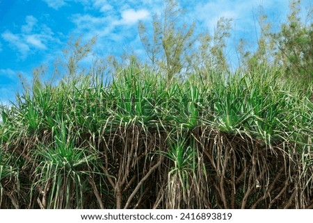 Exotic green plant of Cordyline australis or New Zealand cabbage tree growing in the park Royalty-Free Stock Photo #2416893819