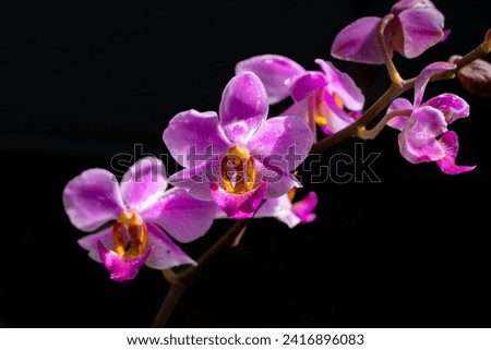 Phalaenopsis equestris is a flowering plant of the orchid genus Phalaenopsis. The inflorescence has 10 to 20 flowers of about 25 mm (1 in) diameter. Merupakan bunga anggrek dengan bunga yang kecil Royalty-Free Stock Photo #2416896083