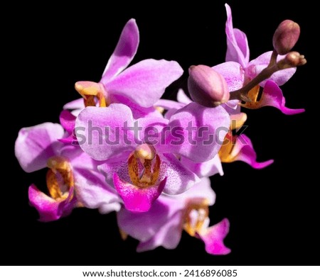 Phalaenopsis equestris is a flowering plant of the orchid genus Phalaenopsis. The inflorescence has 10 to 20 flowers of about 25 mm (1 in) diameter. Merupakan bunga anggrek dengan bunga yang kecil Royalty-Free Stock Photo #2416896085