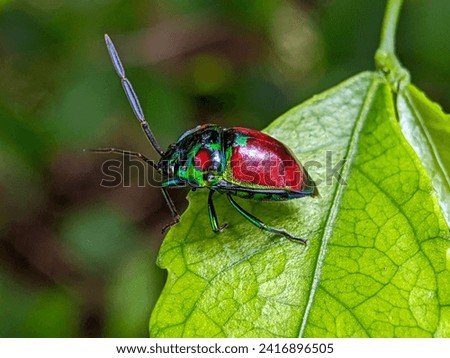 Beautiful color of bug on top of leaf