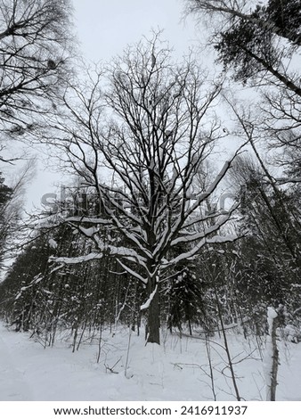 Picture of a tree,against the background of the forest,cold winter day,forest,nature