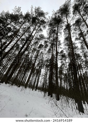 A picture of a forest,cold winter day,sky,nature