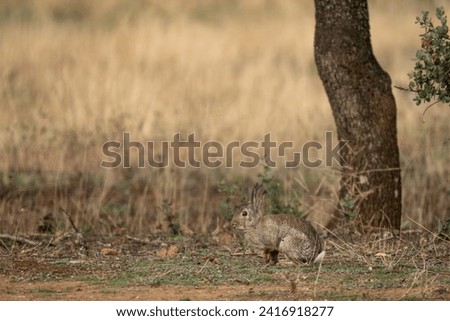 European Rabbit - Oryctolagus cuniculus, cute small mammal from European meadows and grasslands, Andalusia, Spain. Royalty-Free Stock Photo #2416918277