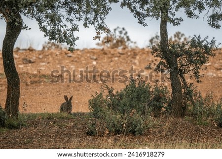 European Rabbit - Oryctolagus cuniculus, cute small mammal from European meadows and grasslands, Andalusia, Spain. Royalty-Free Stock Photo #2416918279
