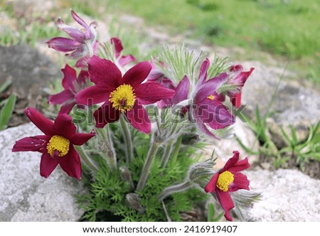 Close-up of Red Pasque Flower or Red Meadow Anemone- Pulsatilla rubra - boasting large bell-shaped dusky red flowers with golden yellow stamens on short stems in early spring.      Royalty-Free Stock Photo #2416919407