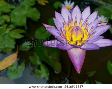 lotus flower portrait captured from lake
best for articles,blogs,arts,description pictures and other 