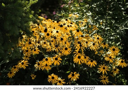 Rudbeckia fulgida Goldblitz, beautiful yellow flowers in a group in the garden, illuminated by the sun, selective focus.