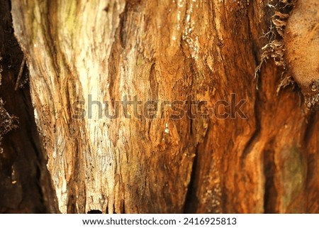 Old wood grain picture background