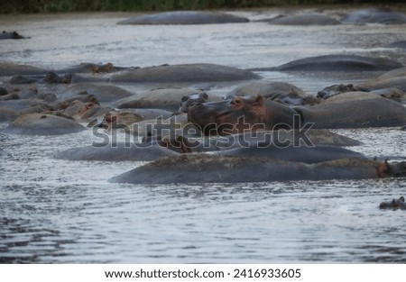 Group of hippos in the water in Kenya, Africa