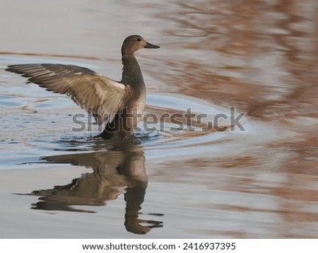 The gadwall (Mareca strepera) is a common and widespread dabbling duck in the family Anatidae. Photos at sunset with the last sun rays