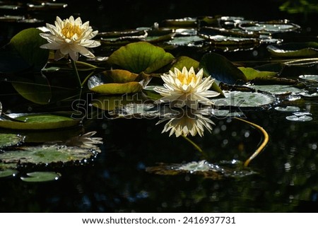 Yellow lotus flowers blooming in a beautiful lotus pond.