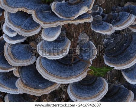 Trametes versicolor – also known as Coriolus versicolor and Polyporus versicolor – is a common polypore mushroom found throughout the world.