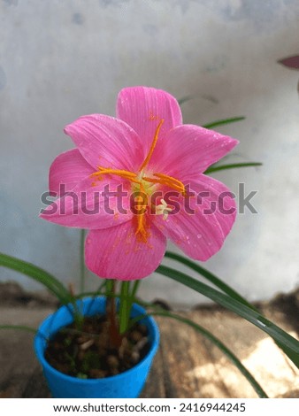 Lily flowerin the rainy season 
