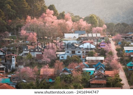 Beautiful rural scene of Thai tribe village with wild himalayan cherry tree blooming in springtime at Ban Rong Kla, Phu Hin Rong Kla National Park, Thailand Royalty-Free Stock Photo #2416944747