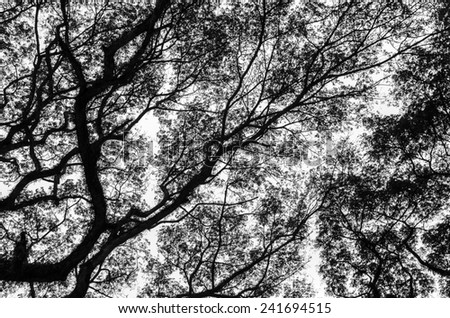 Branch of tree in Black and white