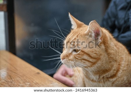red cat sits in a woman's arms 3