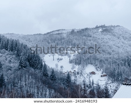 Spruce forest covered with white snow Misty winter Carpathian Mountains view landscape. Snowy pine fir trees with fog in the Carpathians. Scenic wood landscape Village in Transcarpathia Ukraine Europe