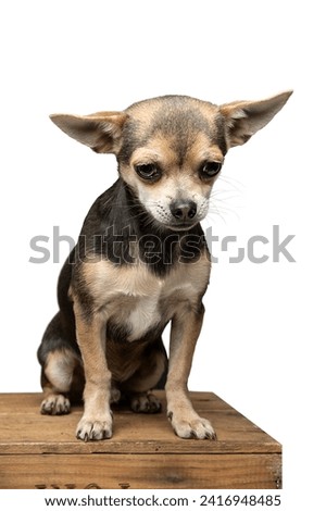 Desperately Sad Looking Chihuahua Puppy on white