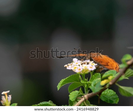 Junonia hedonia perched on a flower