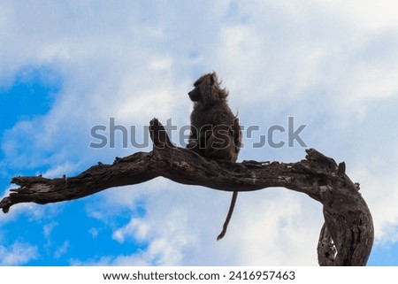 Olive baboon (Papio anubis), also called the Anubis baboon, sitting on a dried tree in Serengeti National Park in Tanzania